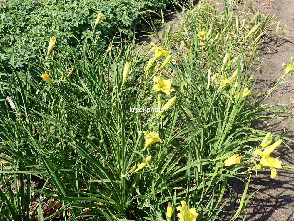 Hemerocallis 'Green Flutter'