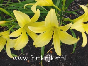 Hemerocallis 'Hyperion'