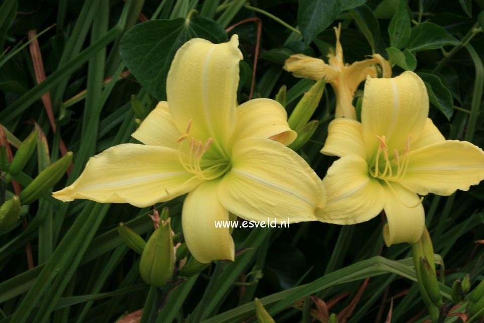 Hemerocallis 'Java Sea'