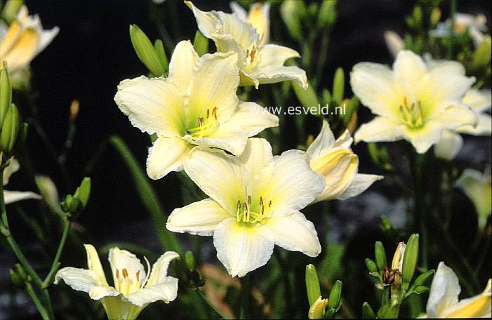 Hemerocallis 'Light the Way'