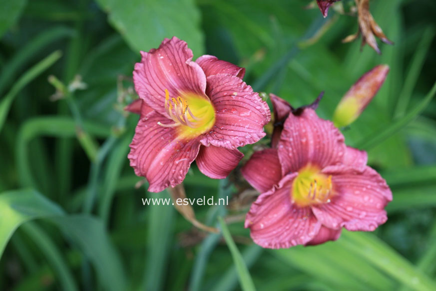 Hemerocallis 'Little Grapette'