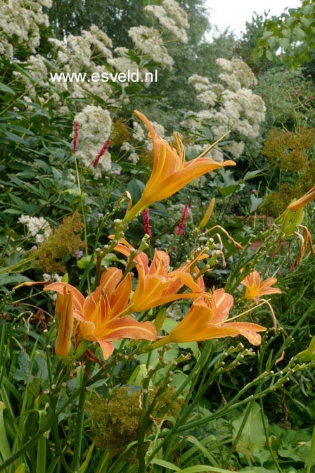 Hemerocallis 'Margaret Perry' (A8441)