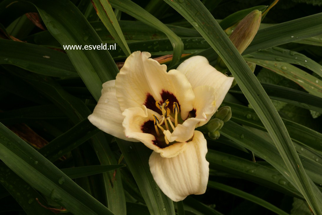 Hemerocallis 'Moonlit Masquerade'