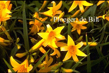 Hemerocallis 'Orangeman'