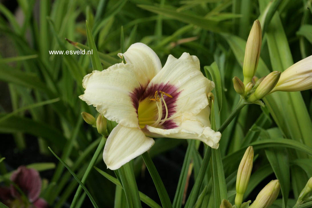 Hemerocallis 'Pandora's Box' (77731)