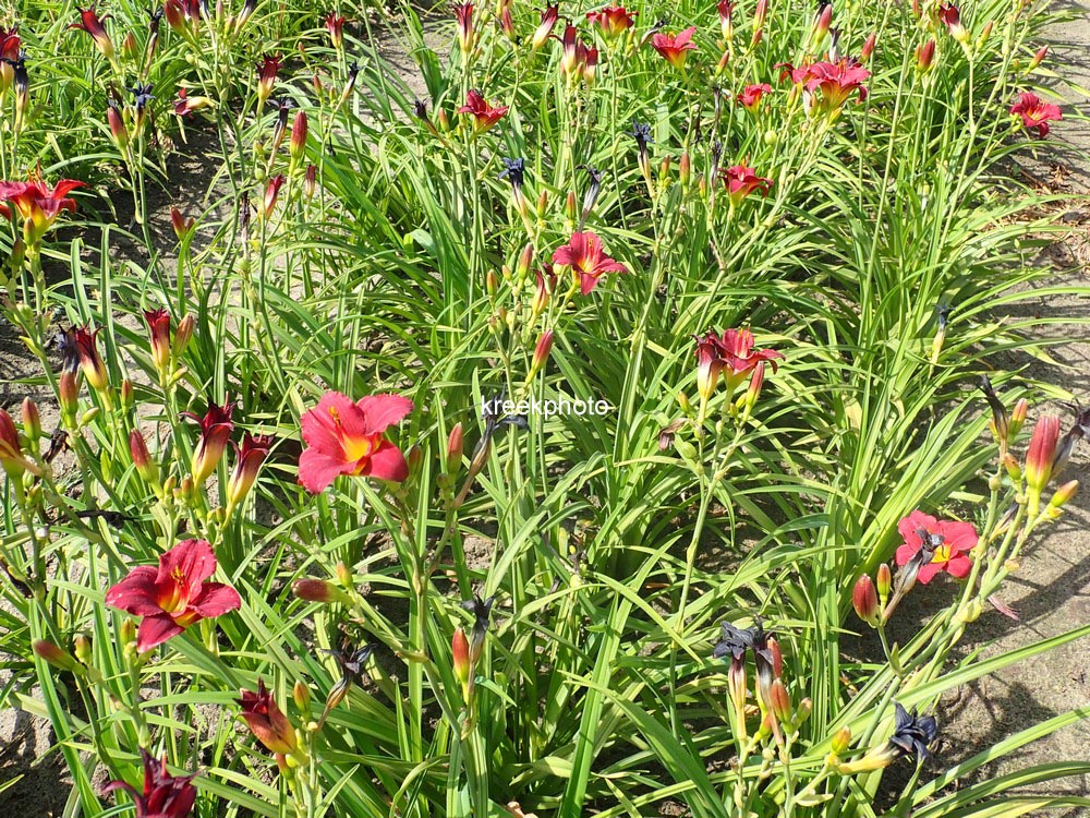 Hemerocallis 'Pardon Me'
