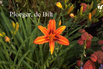 Hemerocallis 'Rajah'