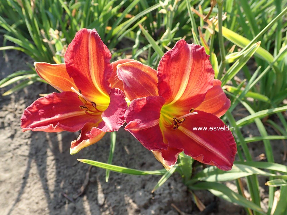 Hemerocallis 'Red Rum' (B1274)