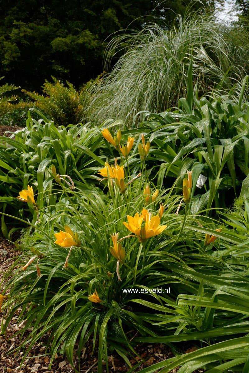 Hemerocallis middendorffii