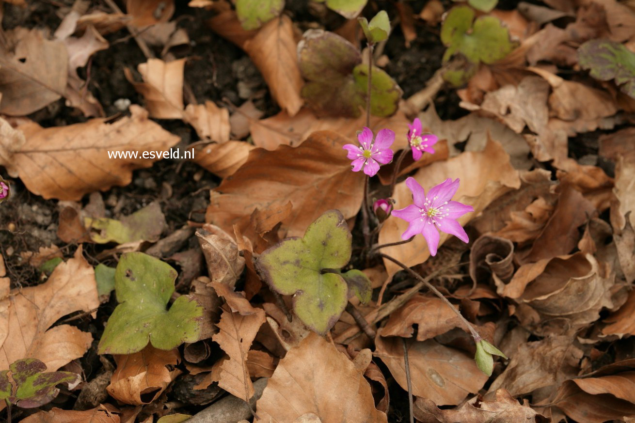 Hepatica americana