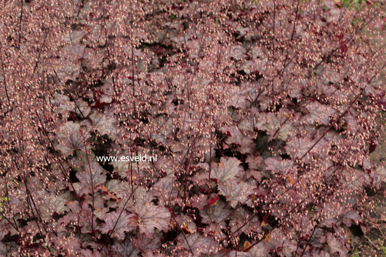 Heuchera 'Amethyst Mist' (39363)