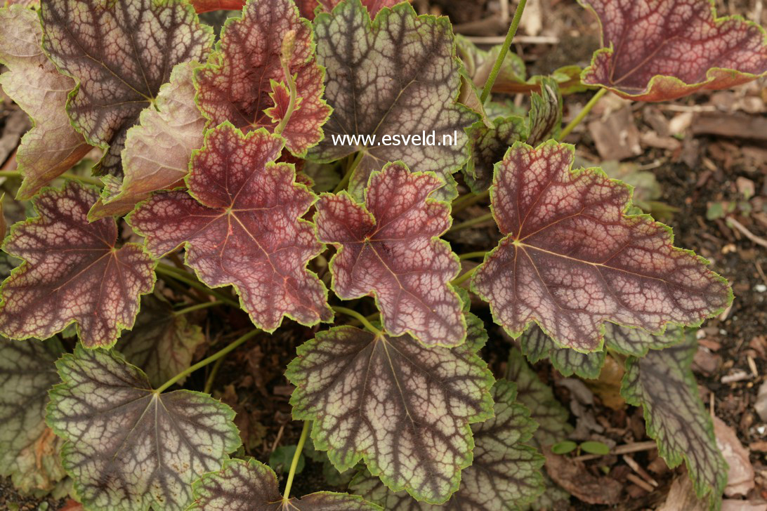 Heuchera 'Beauty Colour'
