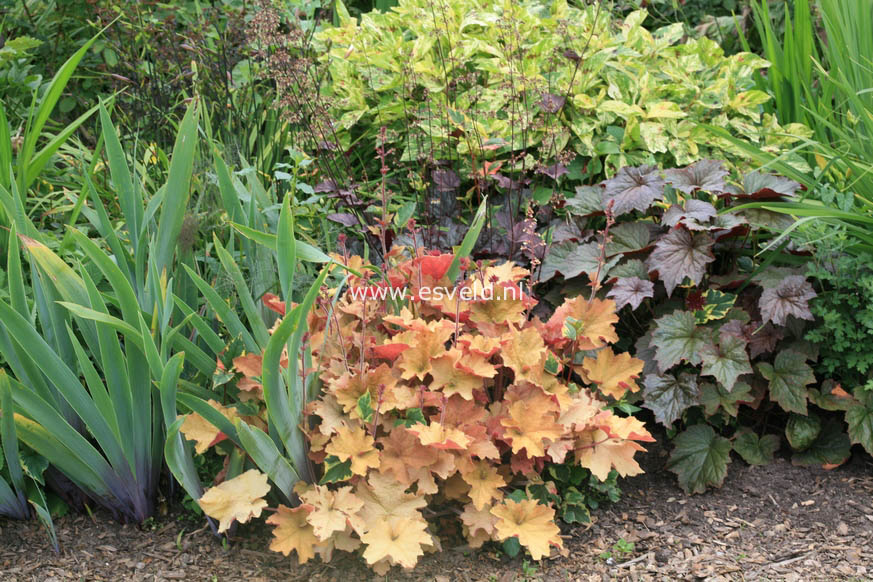 Heuchera 'Caramel'