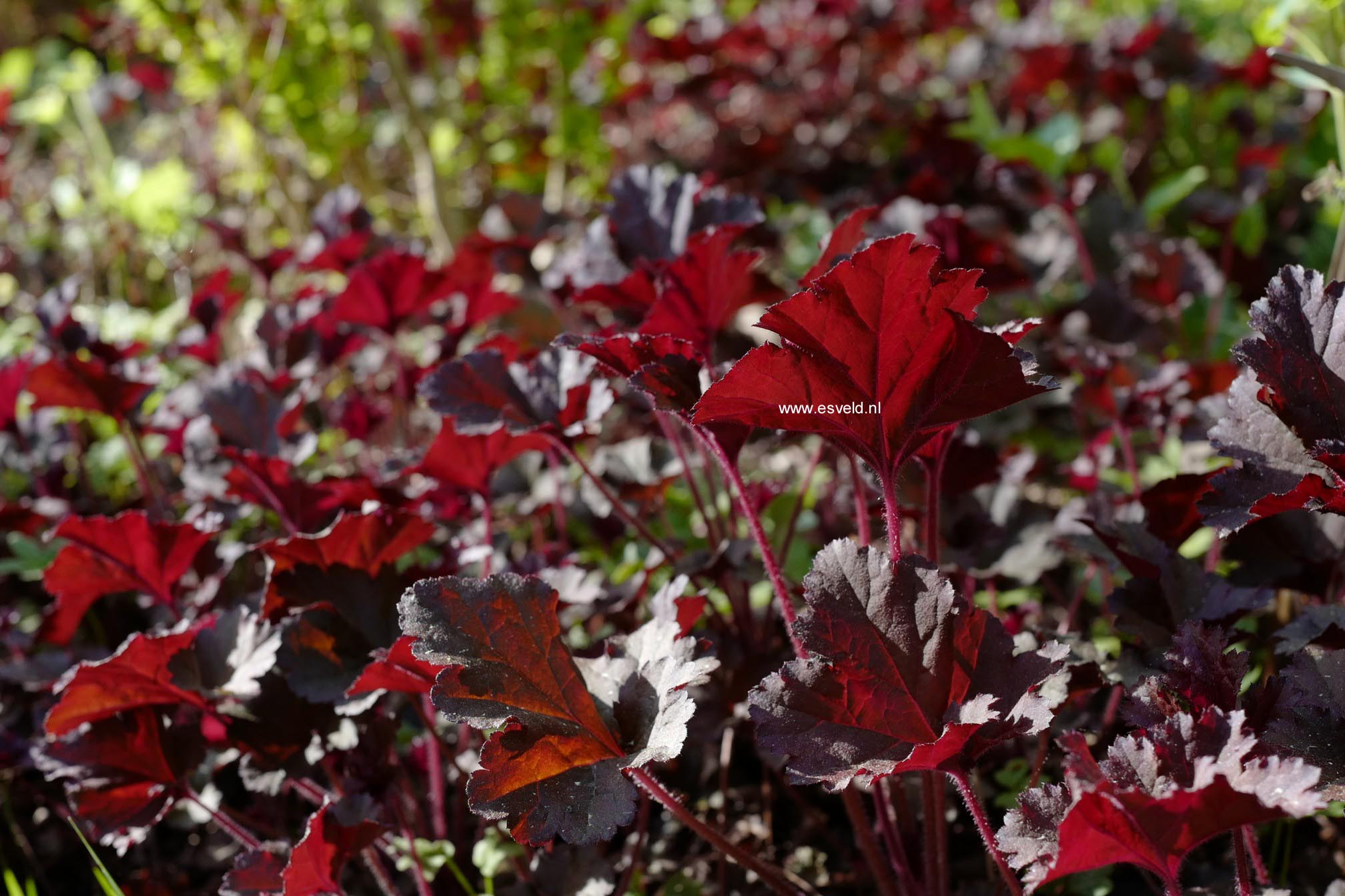 Heuchera 'Dark Secret' (A9866)