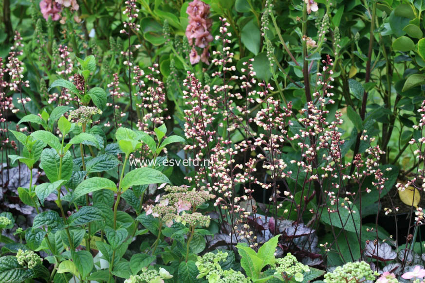 Heuchera 'Jade Gloss' Heuchera 'Jade Gloss'