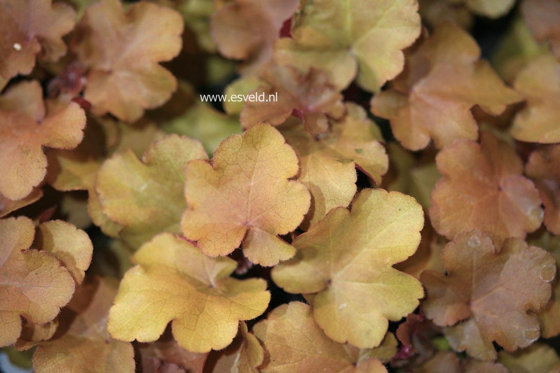 Heuchera 'Mahogany'
