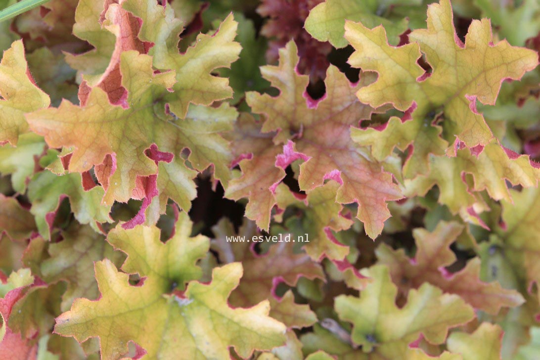 Heuchera 'Marmalade'