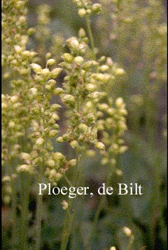 Heuchera cylindrica 'Greenfinch'