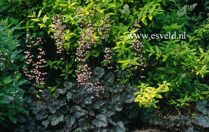 Heuchera micrantha 'Pewter Moon' Heuchera micrantha 'Pewter Moon'