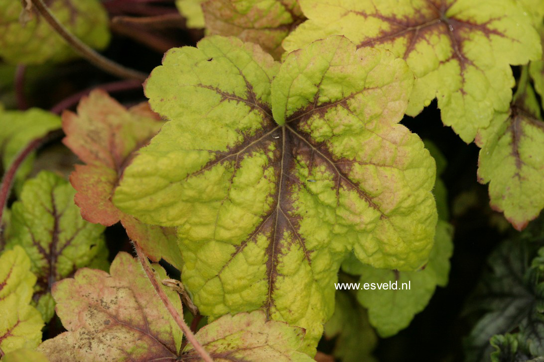 Heucherella 'Stoplight' (64836)