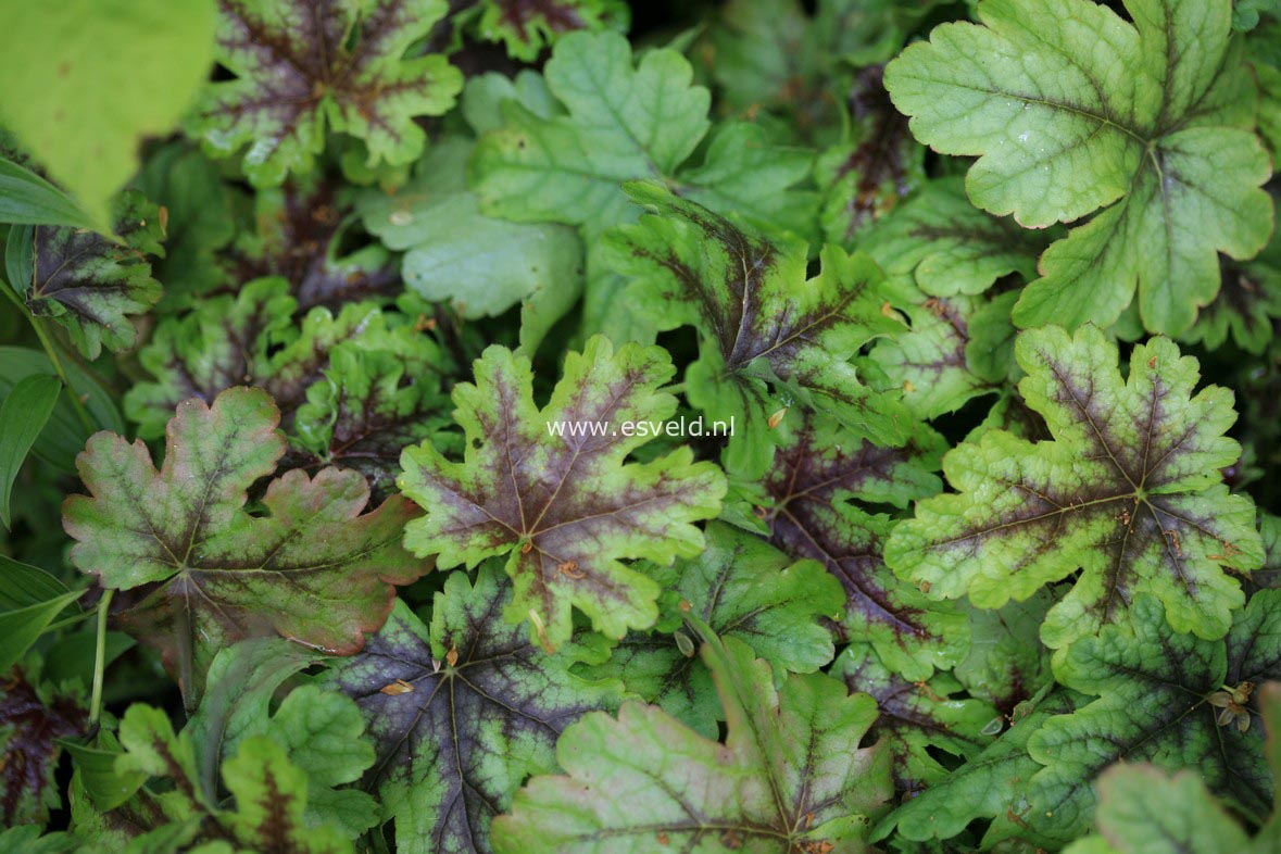 Heucherella 'Tapestry'