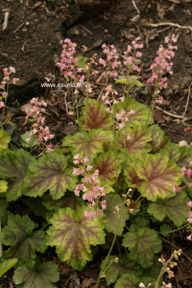 Heucherella alba 'Rosalie' (38310)