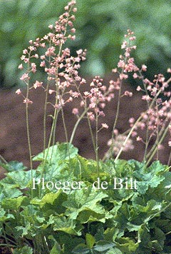 Heucherella tiarelloides Heucherella tiarelloides