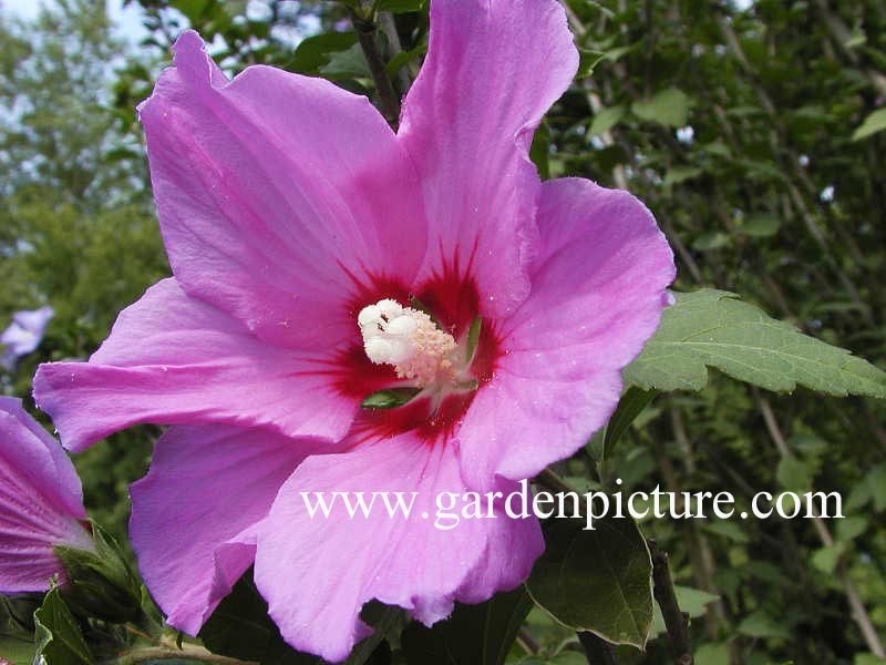 Hibiscus syriacus 'Coelestis'