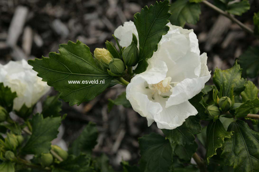 Hibiscus syriacus 'Diana'