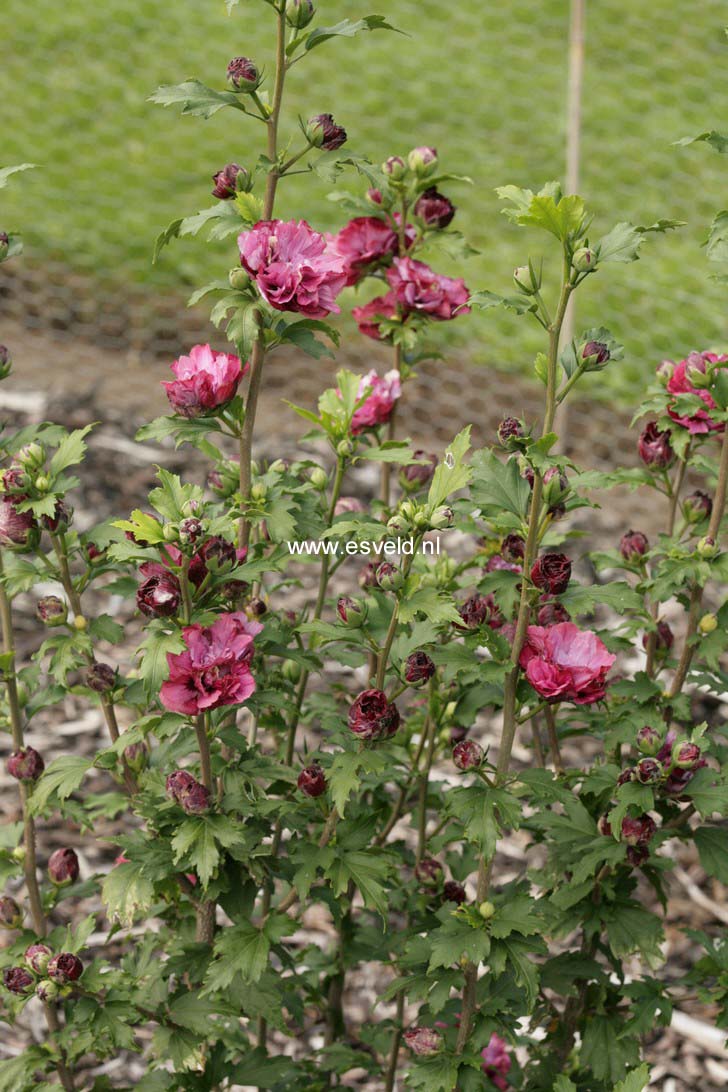 Hibiscus syriacus 'Duc de Brabant'