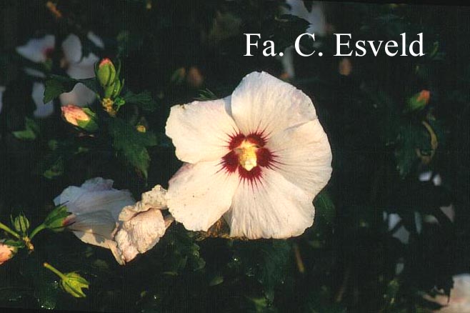 Hibiscus syriacus 'Melrose'