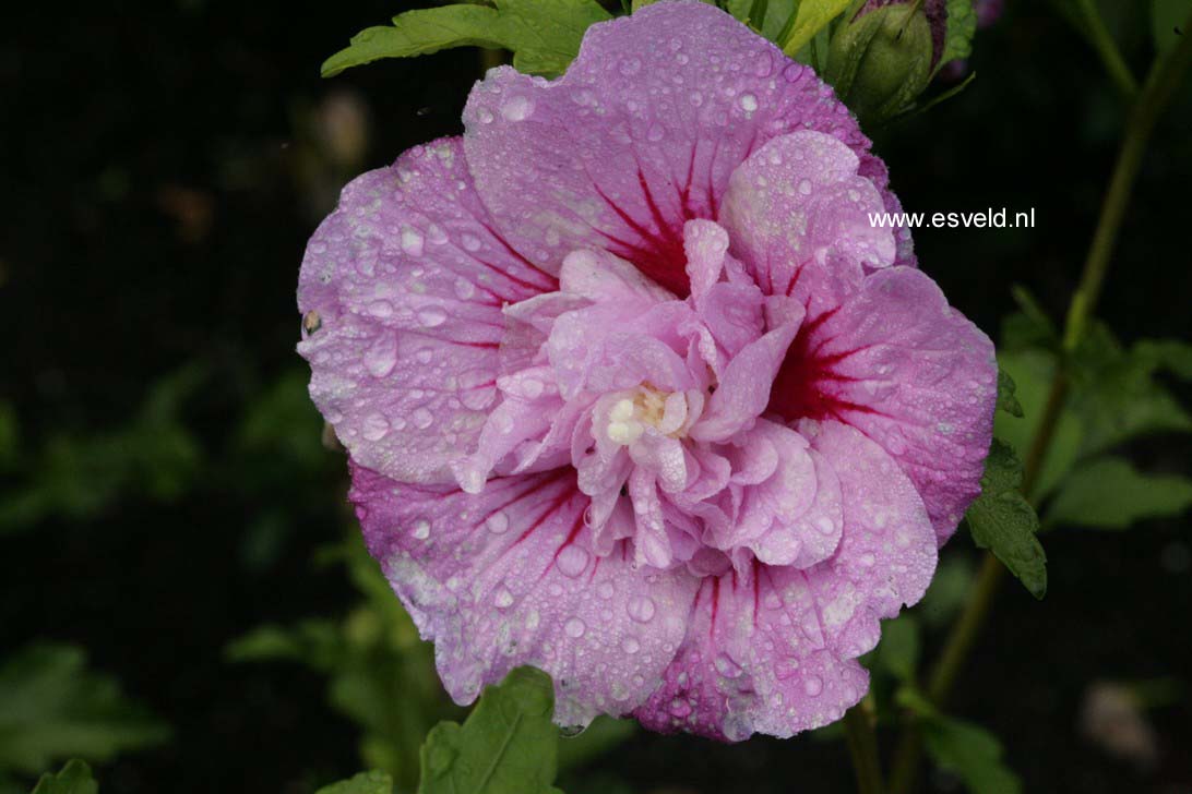 Hibiscus syriacus 'Notwood One' (LAVENDER CHIFFON)