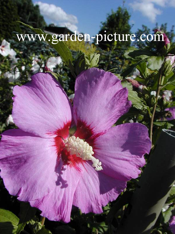 Hibiscus syriacus 'Pink Flirt'