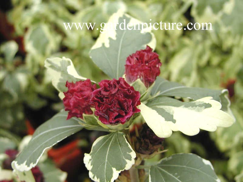 Hibiscus syriacus 'Purpureus Variegatus'