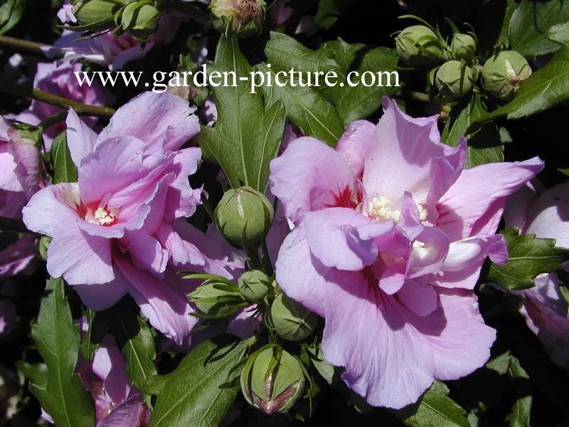 Hibiscus syriacus 'Violet Clair Double'