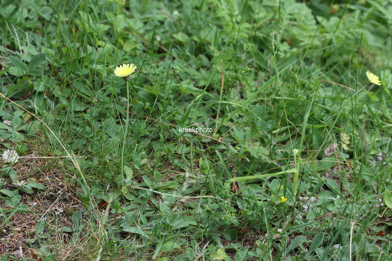 Hieracium pilosella