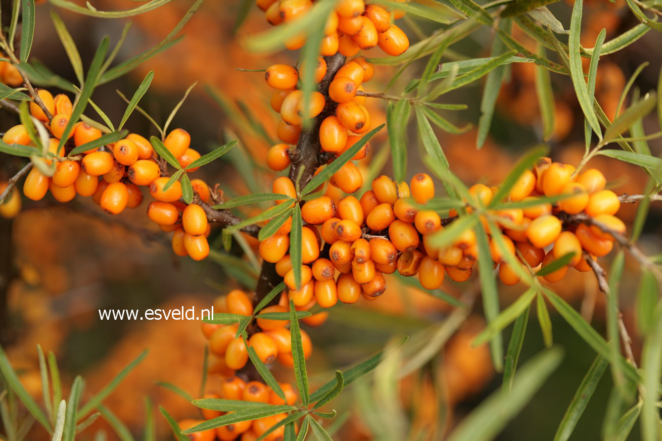 Hippophae rhamnoides 'Hergo'