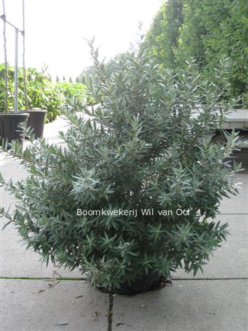 Hippophae rhamnoides 'Hikul' Hippophae rhamnoides 'Hikul'