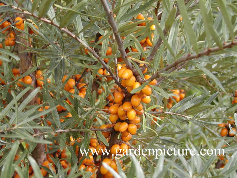 Hippophae rhamnoides 'Leikora'