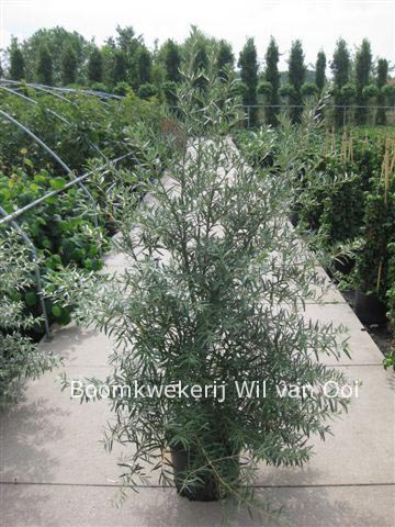 Hippophae rhamnoides 'Pollmix'