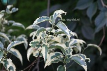 Hoheria populnea 'Alba Variegata'