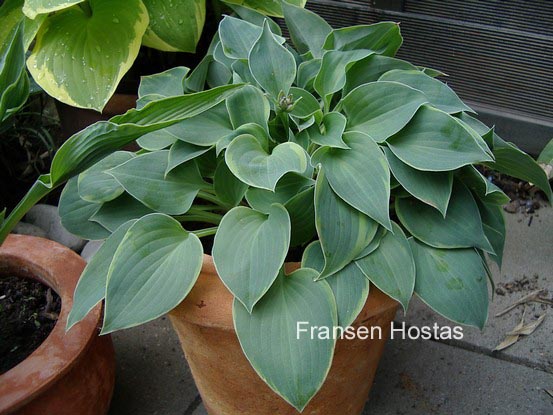 Hosta 'Abby'