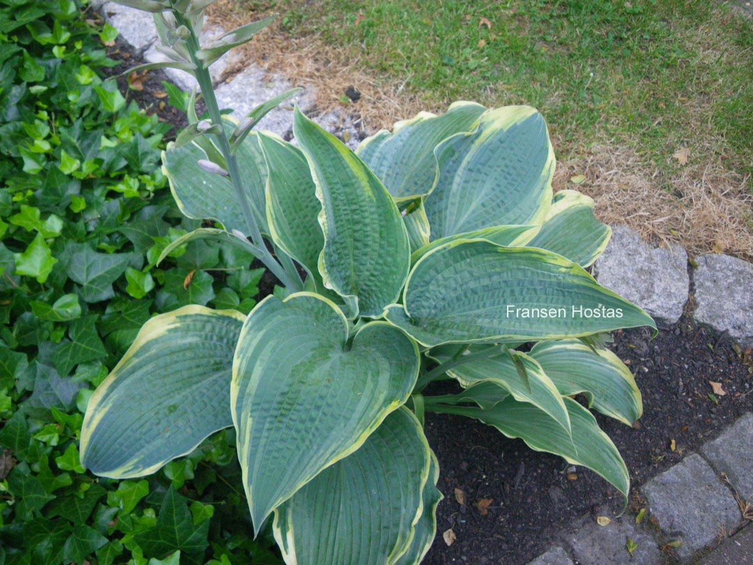 Hosta 'Alligator Shoes'