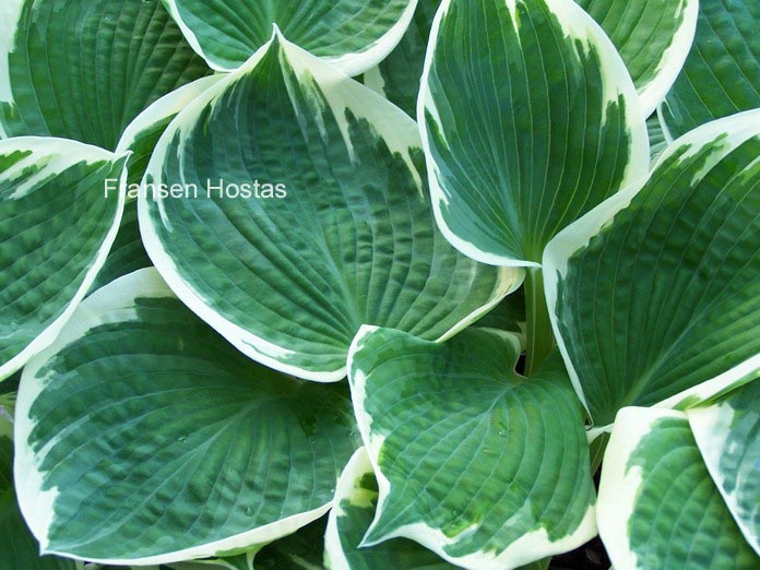 Hosta 'Barbara Ann' Hosta 'Barbara Ann'
