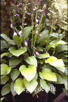 Hosta 'Betsy King'