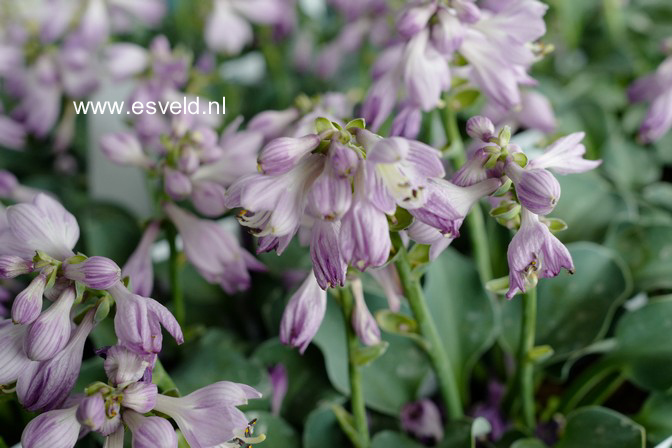 Hosta 'Blue Mouse Ears'