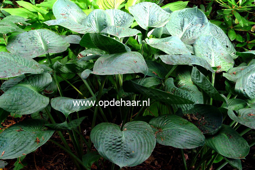 Hosta 'Blue Umbrellas'