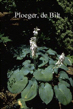 Hosta 'Bressingham Blue'