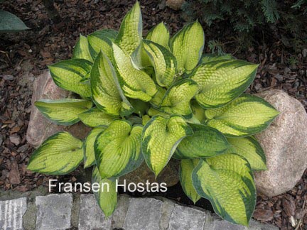 Hosta 'Bright Lights' Hosta 'Bright Lights'