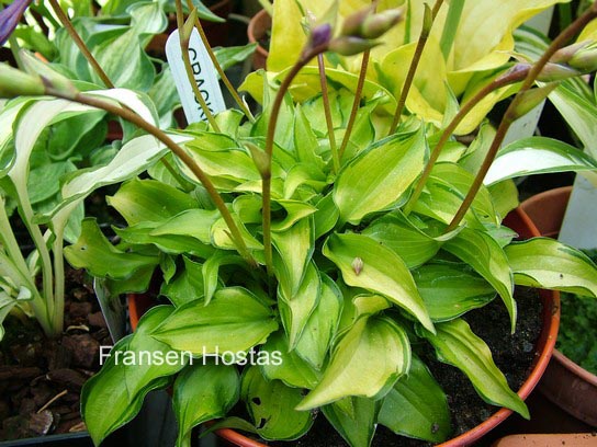 Hosta 'Cracker Crumbs'
